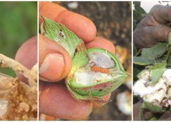 कपाशीवरील गुलाबी बोड अळीचे व्यवस्थापन