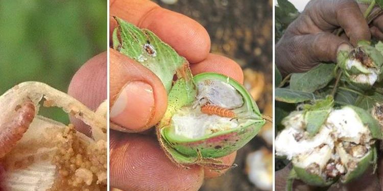 कपाशीवरील गुलाबी बोड अळीचे व्यवस्थापन