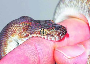 वावडदयात नऊ वर्षीय बालकाचा सर्पदंशाने मृत्यू