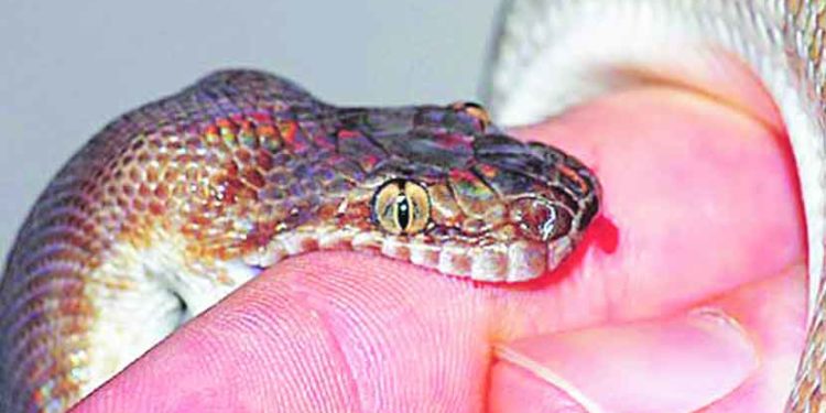 वावडदयात नऊ वर्षीय बालकाचा सर्पदंशाने मृत्यू