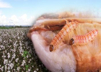 गुलाबी बोंड अळीचा प्रादुर्भाव रोखण्यासाठी करावयाच्या उपाययोजना