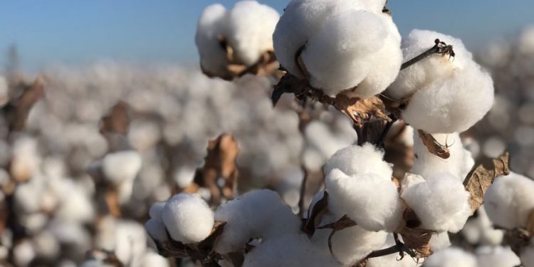 बोदवड येथे चारही कापूस खरेदी केंद्रांवर शेतकर्यांची पिळवणूक