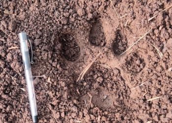 निमगाव शिवारात आठ वर्षीय बिबट्याचा वावर