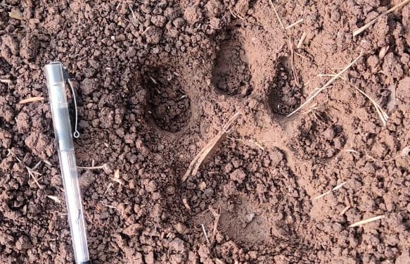 निमगाव शिवारात आठ वर्षीय बिबट्याचा वावर