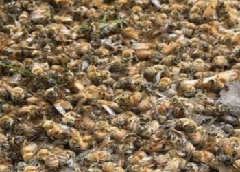 कोंबड्या, पक्षांपाठोपाठ शेकडो मधमाशांच्या मृत्यूने खळबळ