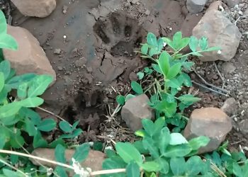 डोंगर कठोरा भागातील आदिवासी पाडा वस्तीत घुसला बिबटा