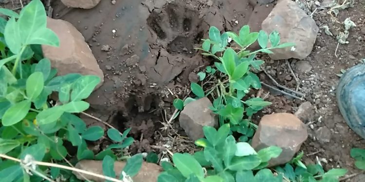 डोंगर कठोरा भागातील आदिवासी पाडा वस्तीत घुसला बिबटा