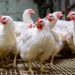 राज्यात बर्ड फ्लूचा शिरकाव, परभणीत 800 कोंबड्यांचा मृत्यू
