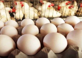 सावधान : देशातील ६ राज्यांमध्ये बर्ड फ्लूचा कहर