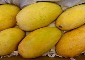 सध्या बाजारपेठेत पहिला आंबा पुण्यात दाखल, पेटीचा भाव 25 हजार रुपये