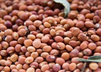 यावल तालुक्यात तुर खरेदीसाठी नाव नोंदणीला आजपासुन सुरुवात