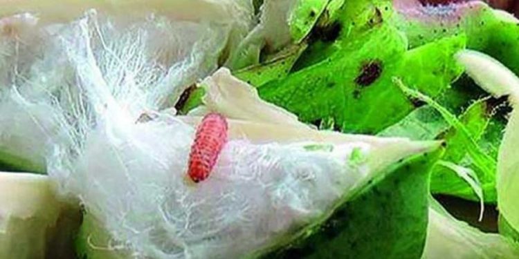 कपाशीवरील गुलाबी बोंडअळीचा प्रादुर्भाव कमी करण्यासाठी उपाययोजना