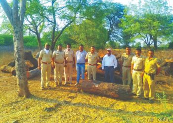 यावल वन विभागाच्या कारवाईत 13 घनमीटर लाकूड व आरायंत्र जप्त