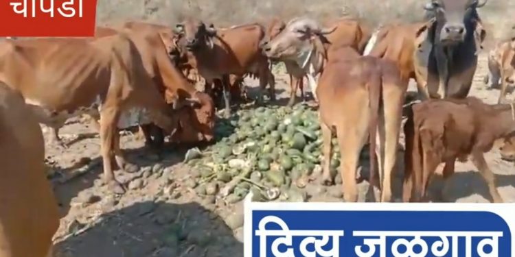 पपई परवडत नसल्याने गुरांना टाकली (व्हिडिओ)