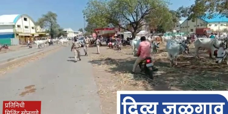 … अन पोलिसाना पाहून शेतकऱ्यांची पळापळ ( व्हिडीओ )