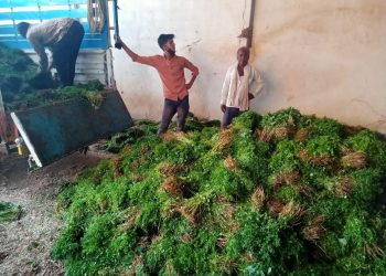 खरेदीसाठी ग्राहक नसल्याने शेतकऱ्यांचे लाखोंचे नुकसान (व्हिडीओ)