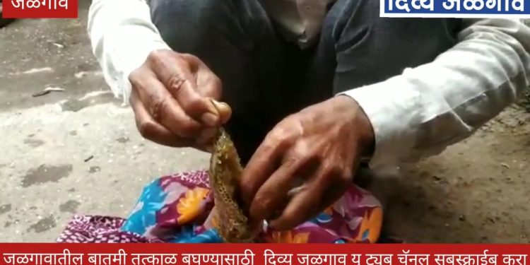 सातपुडा पट्ट्यात होतेय मोठ्या प्रमाणात मधाची निर्मिती(व्हिडिओ)