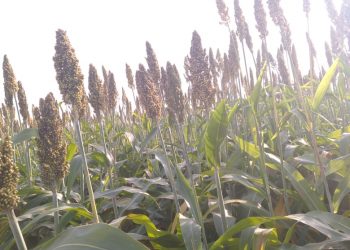 बोगस बियाण्यामुळे ज्वारीच्या कणसांना दाणेसुध्दा भरले नाही (व्हिडिओ)