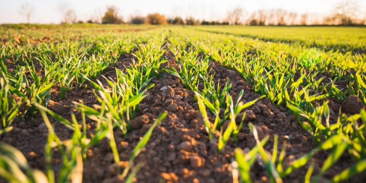 सोयाबीनची पेरणी करणाऱ्या शेतकऱ्यांना कृषि विभागाचे आवाहन