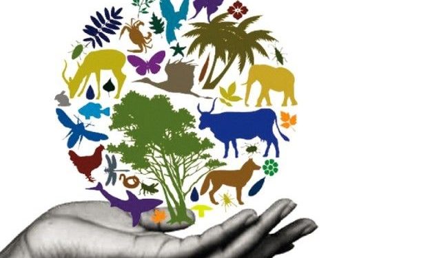 आंतरराष्ट्रीय जैवविविधता दिवसानिमित्त राज्यस्तरीय ऑनलाईन स्पर्धांचे आयोजन