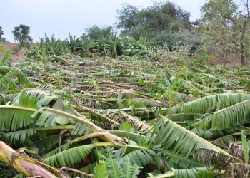 नुकसानग्रस्त शेतकऱ्यांना जास्तीत जास्त भरपाई मिळवून देण्यासाठी प्रयत्नशील