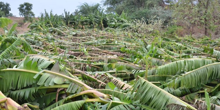 नुकसानग्रस्त शेतकऱ्यांना जास्तीत जास्त भरपाई मिळवून देण्यासाठी प्रयत्नशील