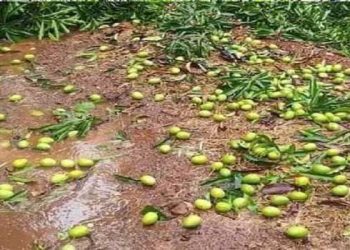 वादळी वाऱ्यासह पावसाने केले ८०० हेक्टर आंब्यांचे नुकसान