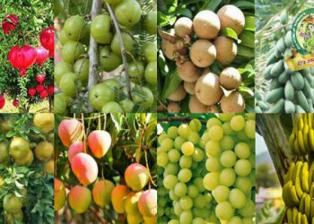 फळपिक विमा योजनेत सहभागी होण्याचे कृषि विभागाचे आवाहन