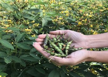 तूर पिकाच्या राजेश्वरी वाणाच्या मिनीकिटसाठी 10 जूनपर्यंत अर्ज करण्याचे आवाहन