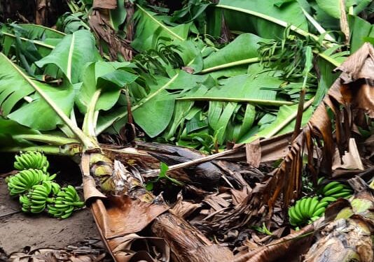 वावडदा येथे पावसामुळे केळीचे मोठ्या प्रमाणात नुकसान