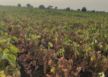 जिल्ह्यातील पिकांच्या झालेल्या नुकसानीचे तातडीने पंचनामे करा – खा. उन्मेश पाटील