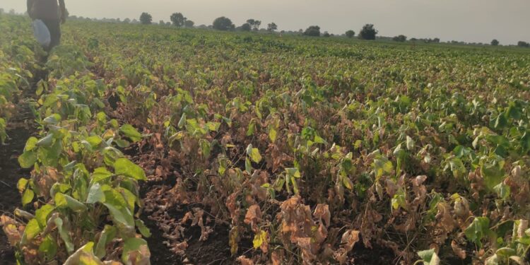 जिल्ह्यातील पिकांच्या झालेल्या नुकसानीचे तातडीने पंचनामे करा – खा. उन्मेश पाटील