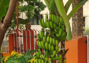 “शावैम” मध्ये केळीच्या रोपांना आली ५ डझनची ‘फणी’, केळफूल