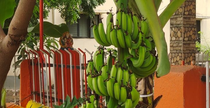 “शावैम” मध्ये केळीच्या रोपांना आली ५ डझनची ‘फणी’, केळफूल