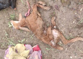 अमळगाव शिवारात अज्ञात वन्य प्राण्याने पाडला शेळ्यांचा फडशा