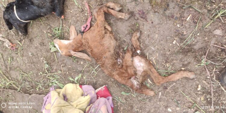 अमळगाव शिवारात अज्ञात वन्य प्राण्याने पाडला शेळ्यांचा फडशा