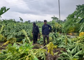 गुलाबी चक्रीवादळाचा सर्वात मोठा फटका बनोटी ला बसला