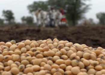 उडीद, सोयाबीनची आवक सुरू; दरात घसरण होण्याची शक्यता कमी