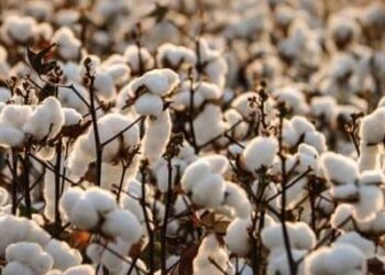 राज्यस्तरीय कापूस परिषद तांत्रिक कारणास्तव पुढे ढकलली