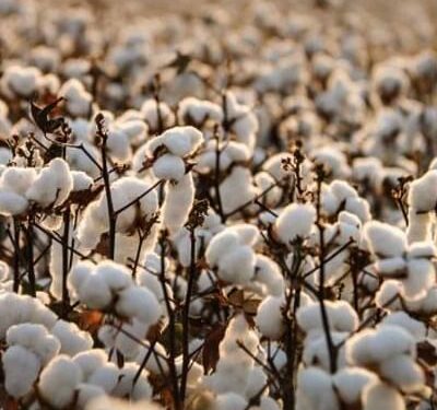 राज्यस्तरीय कापूस परिषद तांत्रिक कारणास्तव पुढे ढकलली