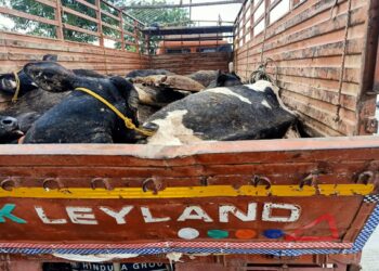 जामनेर येथे वाहतूक करणाऱ्या गुरांचा ट्रक पहुर पोलिसांनी पकडला