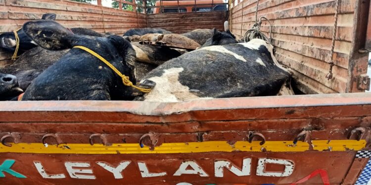 जामनेर येथे वाहतूक करणाऱ्या गुरांचा ट्रक पहुर पोलिसांनी पकडला