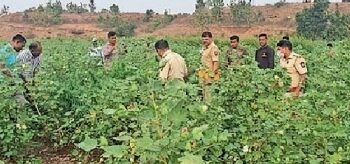 ७ लाख २० हजारांचा गांजा जप्त, शिरपूर तालुका पोस्टेत गुन्हा दाखल