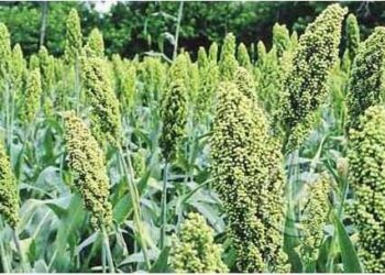 रब्बी हंगामातील पिकांसाठी ३१ डिसेंबरपर्यंत पाणी अर्ज सादर करण्याचे आवाहन