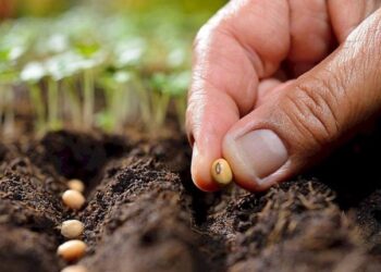 हरभरा, ज्वारी, मकासह गहू बियाण्याचे अनुदानावर वितरण