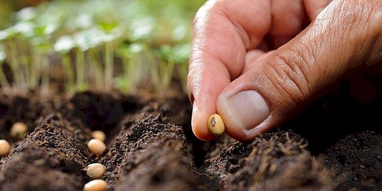 हरभरा, ज्वारी, मकासह गहू बियाण्याचे अनुदानावर वितरण