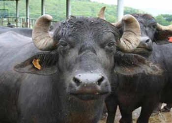 गोठ्यात बांधलेल्या दोन म्हशी लंपास