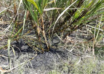 महावितरणच्या बेभरवशाच्या काराभारामुळं गरीब शेतकऱ्याच्या स्वप्नांची राखरांगोळी