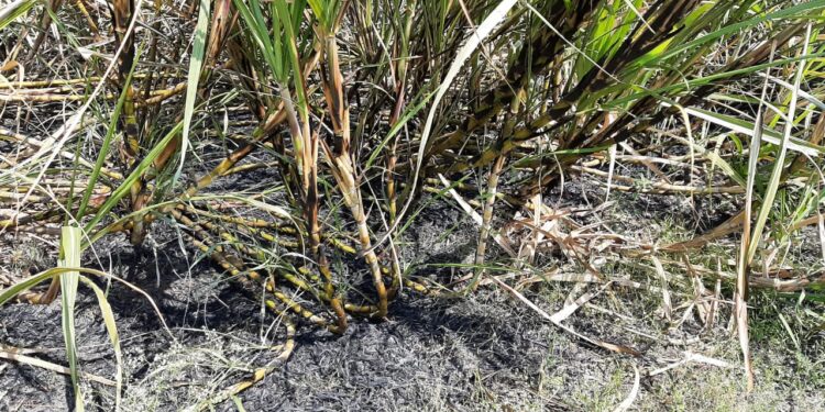 महावितरणच्या बेभरवशाच्या काराभारामुळं गरीब शेतकऱ्याच्या स्वप्नांची राखरांगोळी