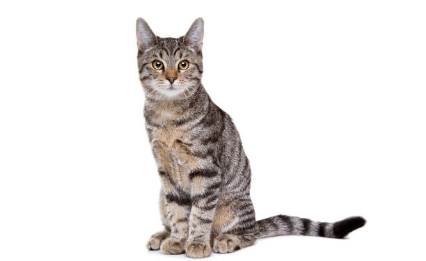 मांजराच्या डाेक्यात काठी मारून ठार; महिलेवर गुन्हा दाखल